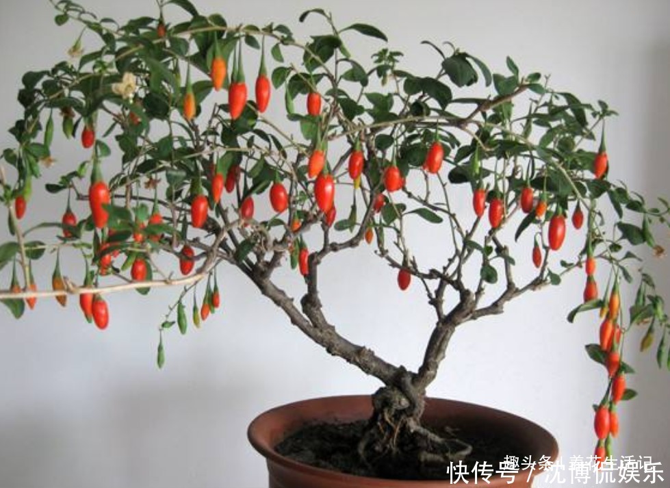 叶子|家中有枸杞盆栽,夏天养护要小心,不然度夏困难死亡率高!