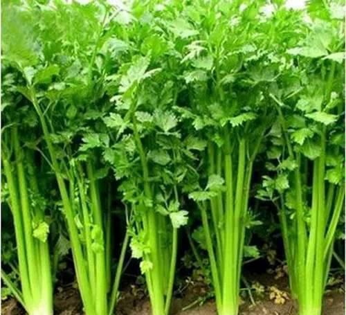 身體健康都靠吃，吃幾種食物，預(yù)防皺紋，延緩衰老，補(bǔ)水潤(rùn)膚