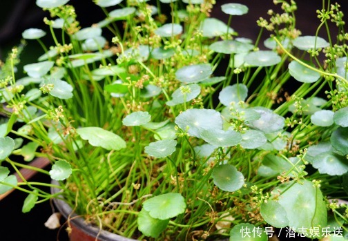 常夏石竹常夏石竹|适合夏天养的几朵花,在家养一朵,花香飘满屋,越热越容易疯长