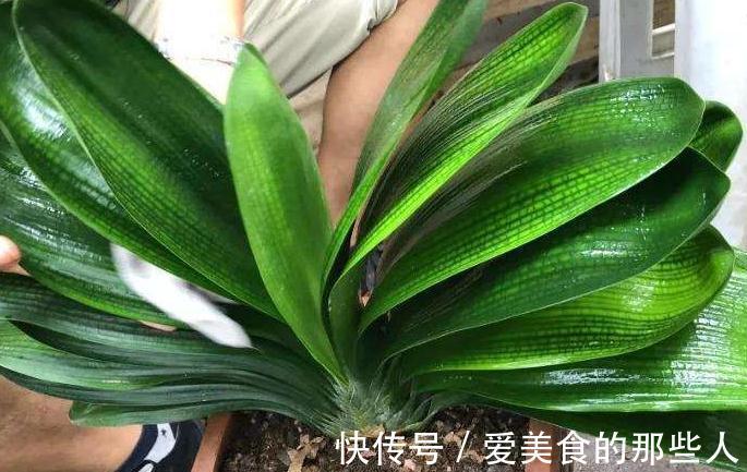 君子兰容易饿，盆里用3种肥，根系壮，片油绿，开花旺