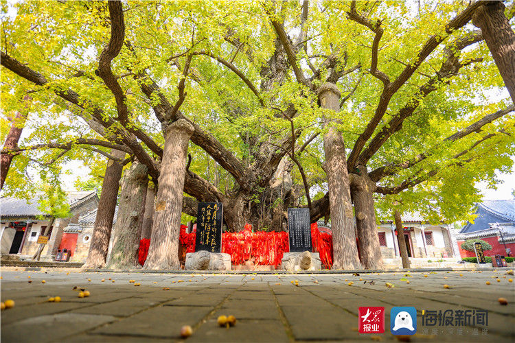 金黄|经山历海赏秋光⑧丨云赏千年银杏美景：愿人间无恙 你我皆安