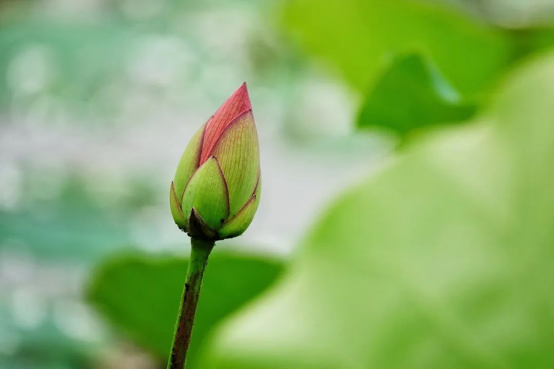 摄影|这片百亩花海绽放在即！初夏的湘湖竟藏着这么多惊喜~