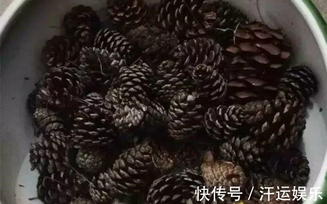 养花|花盆里垫上5样东西，连营养土都不用买，植物不烂根花朵爆盆