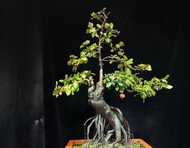 令人惊艳的国内花艺师盆景作品，平时很难见到，值得收藏与分享！