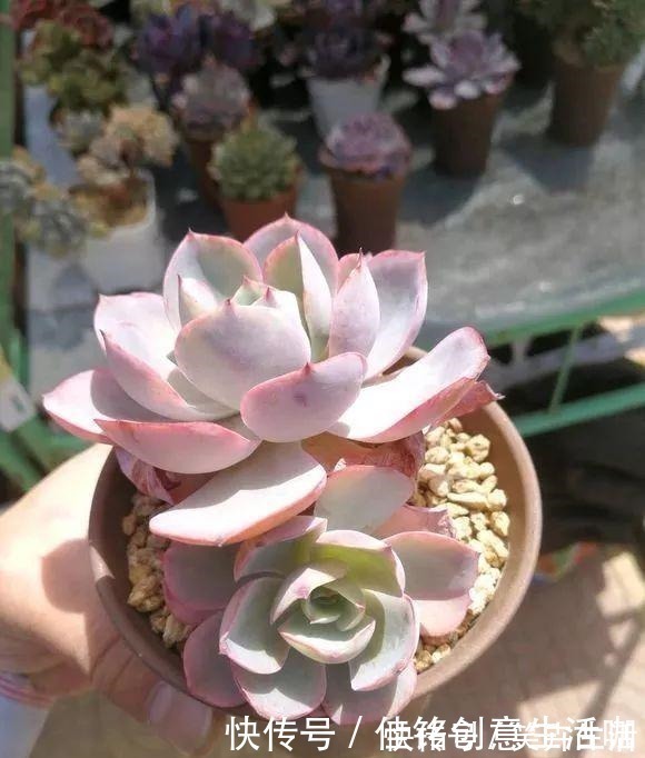 养花|养花不给花洗澡,难怪长不好总黄叶,别忽视!