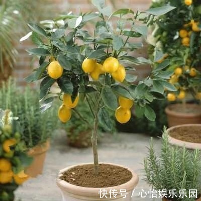修剪|绿萝吊兰别养了，此种盆栽养1棵，家里细菌少一半，能开花结果