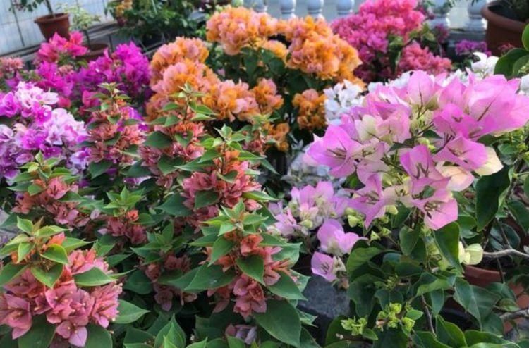 夏天太阳再强也能开的3种花,个个开的旺,越晒花越多,超漂亮