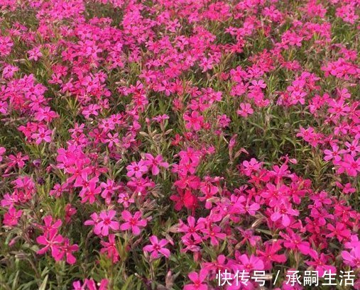 桃花朵朵|未来一个月，4属相喜事进门，桃花朵朵，爱情甜蜜，日子红火