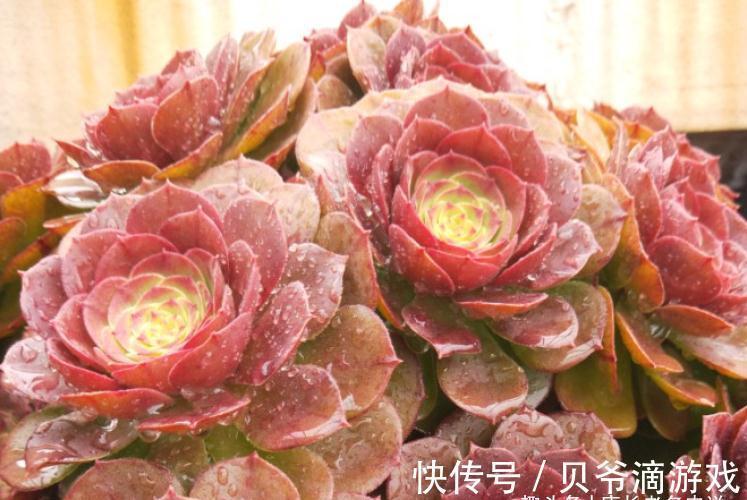 成功率|法师多肉可以叶插,只是成功率“感人”,成活之后还不能过早上盆