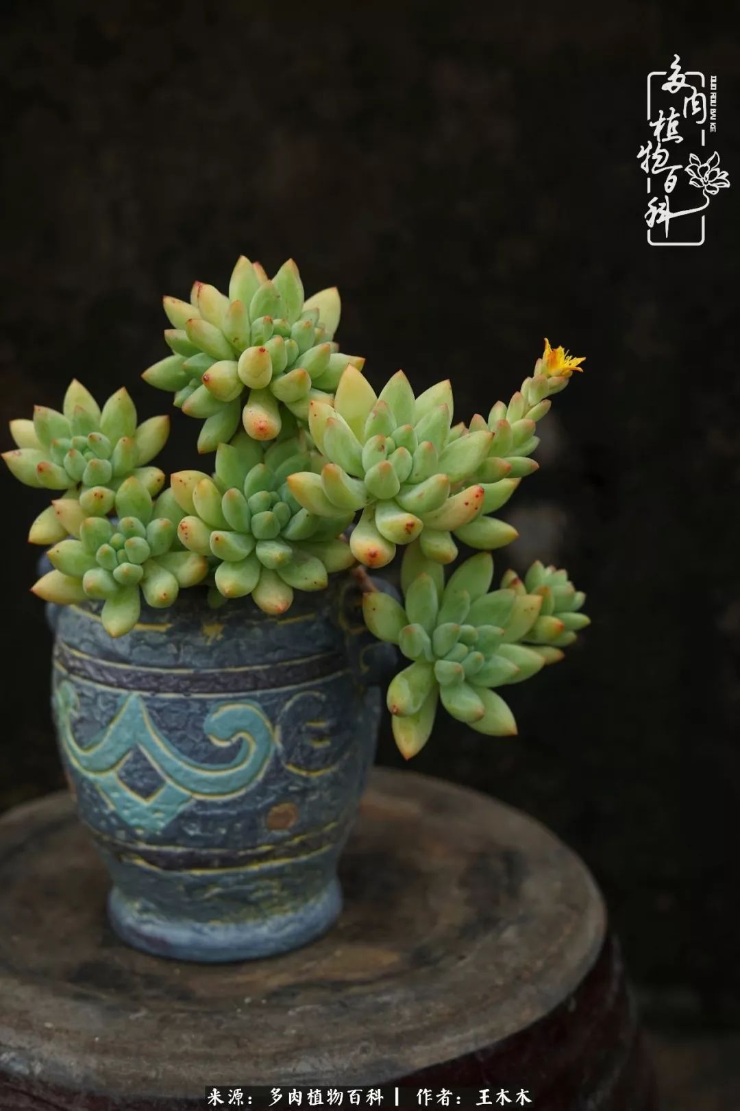 爱上多肉的第三个年头回看励志对比图,感悟岁月静好!