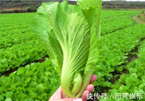 排毒养颜|女性养生,不妨多吃4种食物,排毒养颜、美容养颜、滋补身体