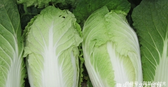 蔬菜|堅(jiān)持一周吃幾次此蔬菜,寬腸通便、養(yǎng)顏?zhàn)o(hù)膚、還能補(bǔ)鈣,不妨試試