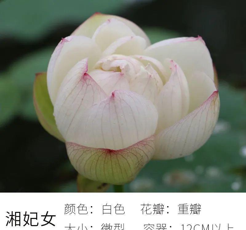 不怕晒的花,晒得越狠,花苞越多