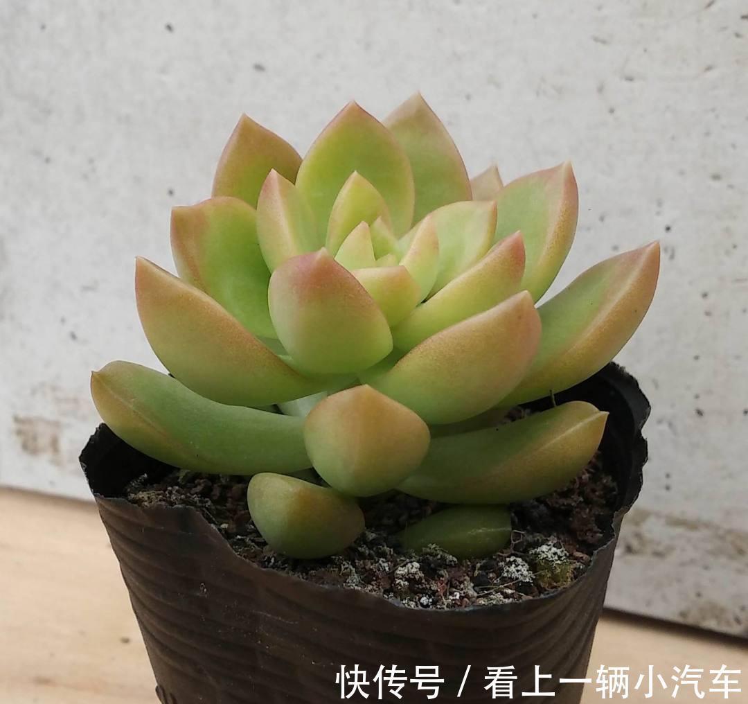 多肉中的“徒神”黄丽,冬季做好4点,也可以变身“宝石花”