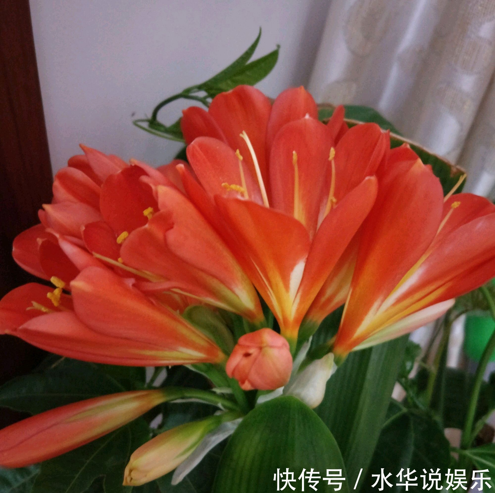 君子兰根部冒出小芽怎么办只需5个步骤,一盆变多盆很简单