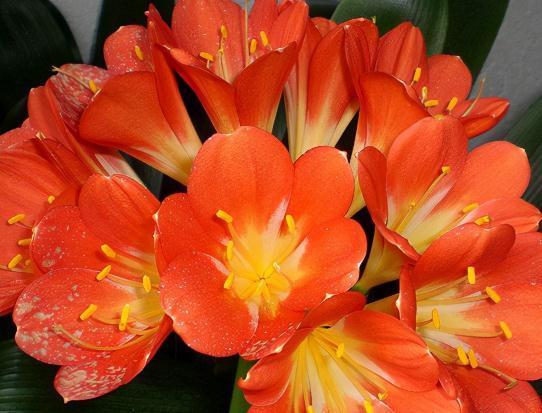 养护|君子兰养护学会这一点，越长越健壮