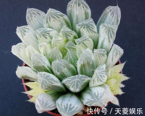 白斑玉露如何叶插教你3个叶插的小步骤，生根快速长势还旺盛