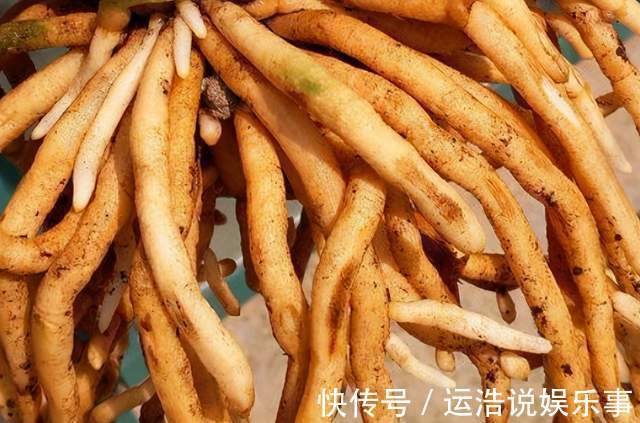 君子兰一直长不好，跟“换盆”有关系，很多人都做错了