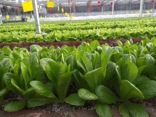 又一打卡地!快来长春农博园赏美景、购好物