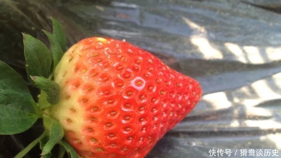 草莓大棚|老满洲旗人家婚配的时候,最看重的是什么?