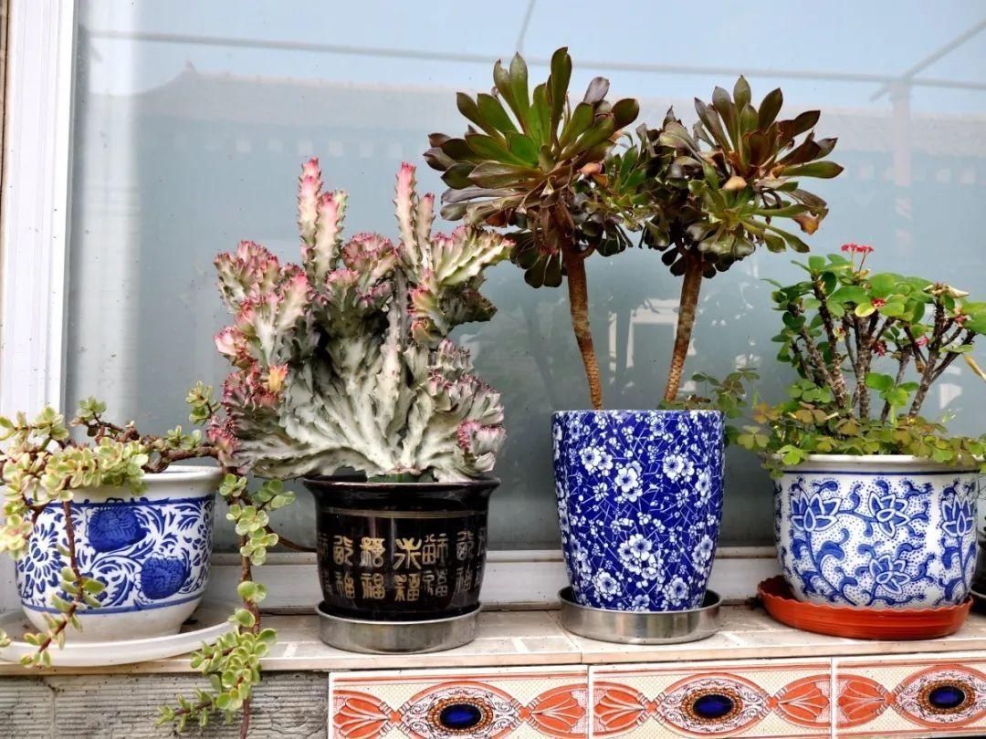 显摆一下我的家丨花开香满院,爱花人在自家庭院建小花园