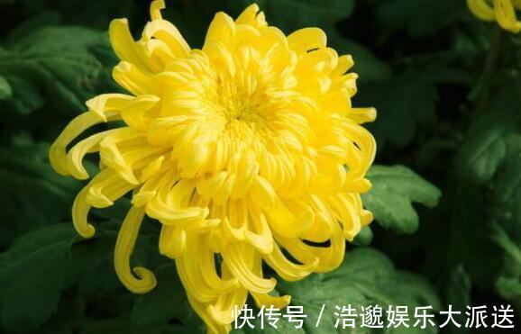 花瓣|夏季想养菊花选“绿水秋波”开花似“毛球”超可爱,养上值了