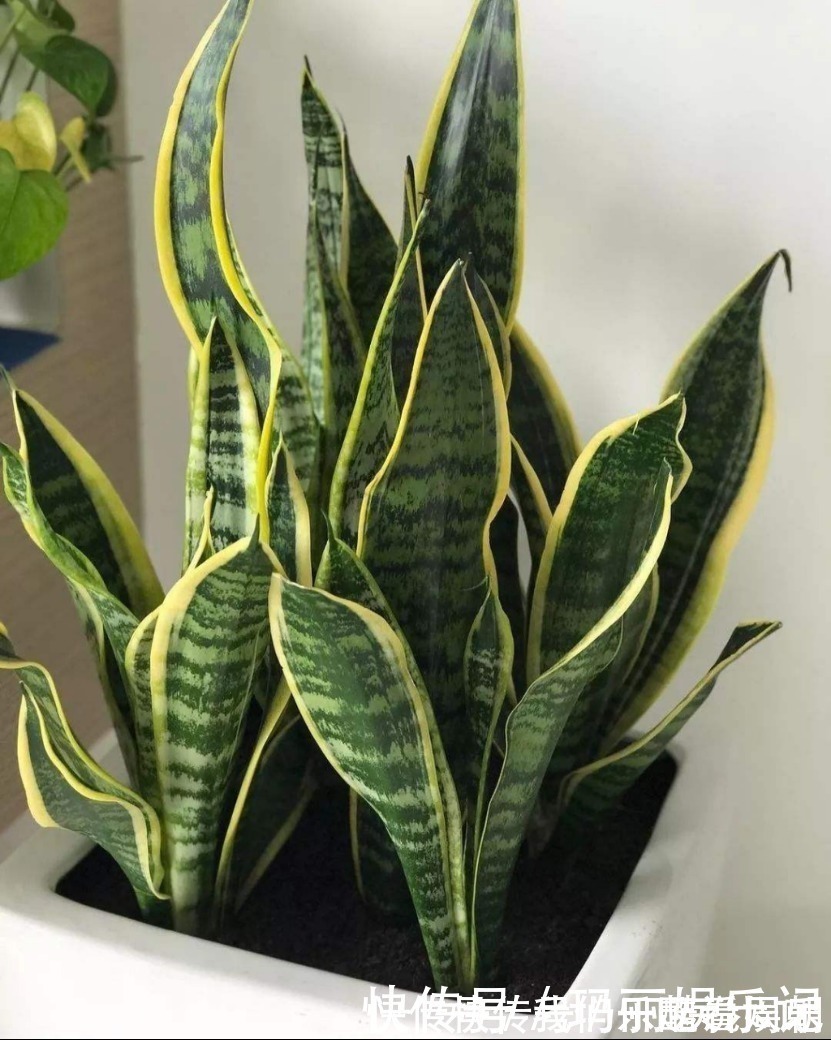 室内观叶|最适合卧室摆放的9种植物,清新素雅,安全无毒,还特好养活