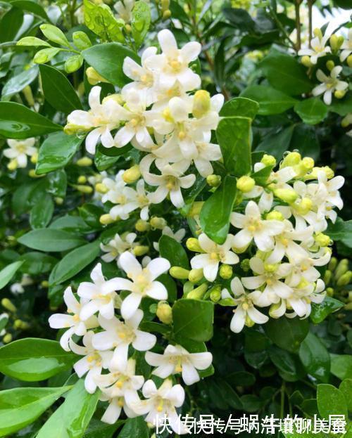 人见人爱的3种花，“大水大肥大太阳”伺候，花大色艳香味浓