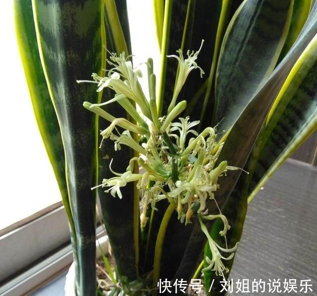 盆里加点这个，虎皮兰花盆撑到爆，呼呼窜到2米高