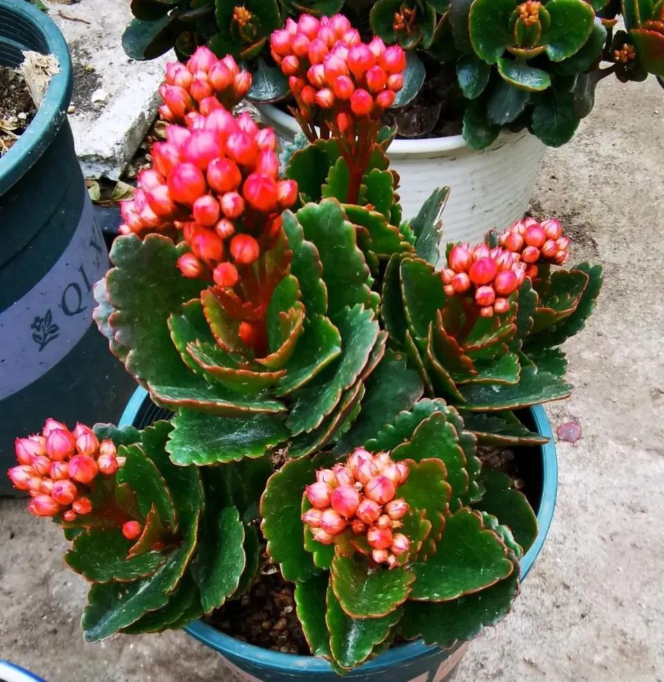 为何花店卖的长寿花叶片那么大?长寿花的叶片是大好还是小好?