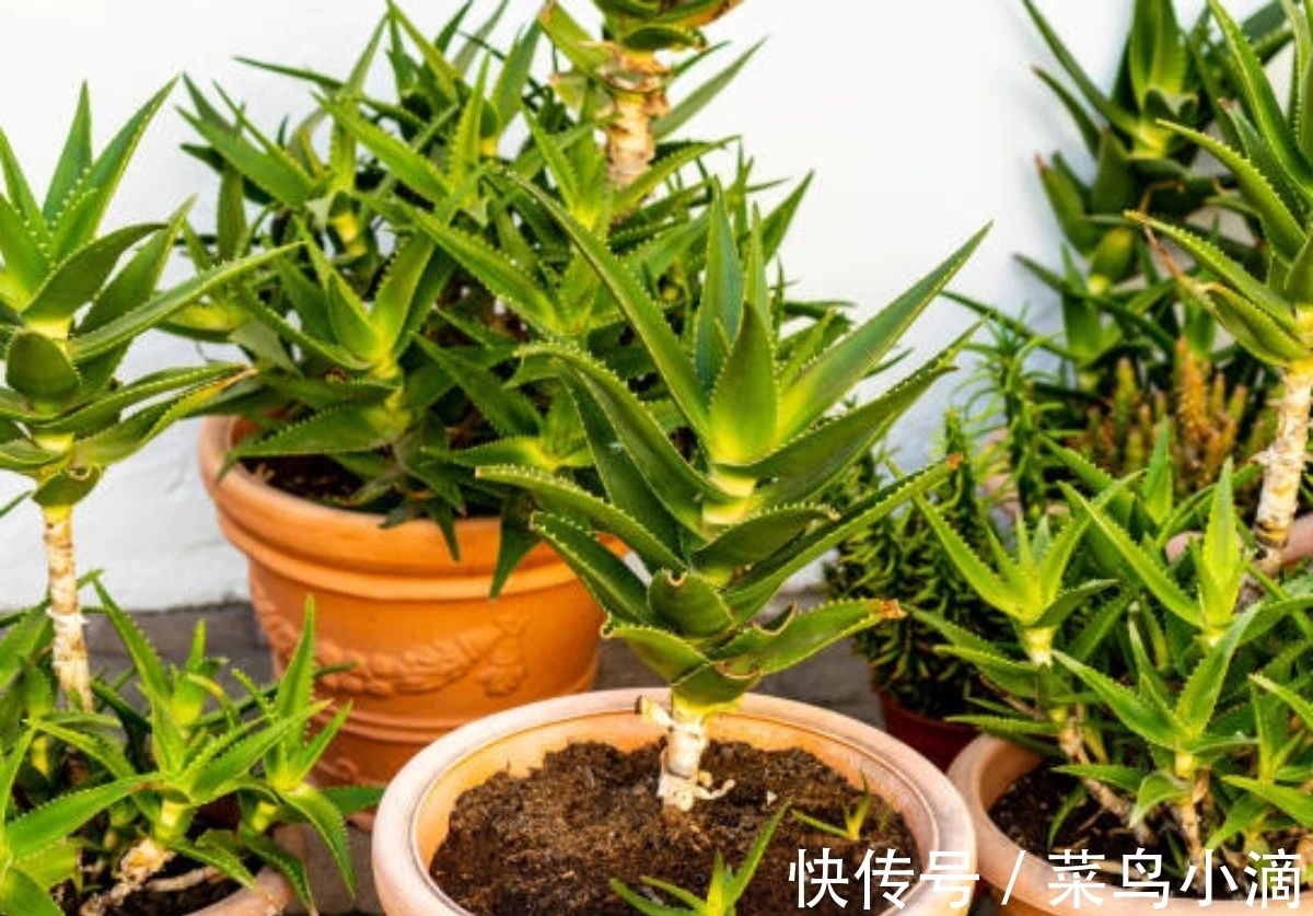 九种“皮实花”，多晒少管长得好，养成老桩更高档，绿萝没上榜