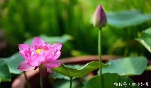 阳台盆栽荷花,只要1个盆,两个月就能长成超美的荷花盆栽