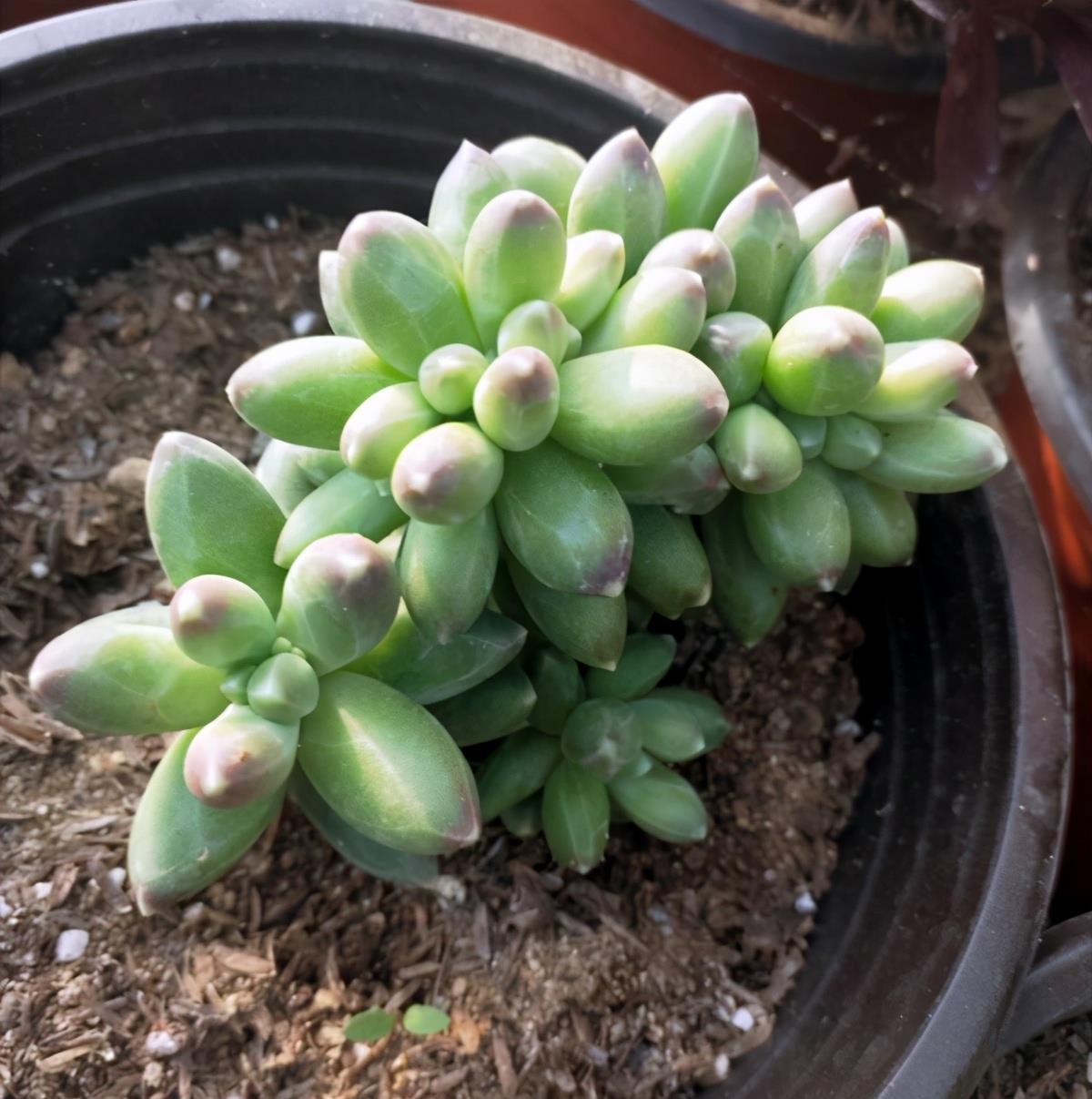 这四种多肉,外观差不多,你分得清吗?