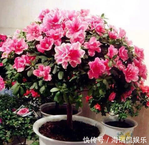 养花|盆土板结怎么办1招让盆土疏松透气，年年开花不断，养啥都旺！