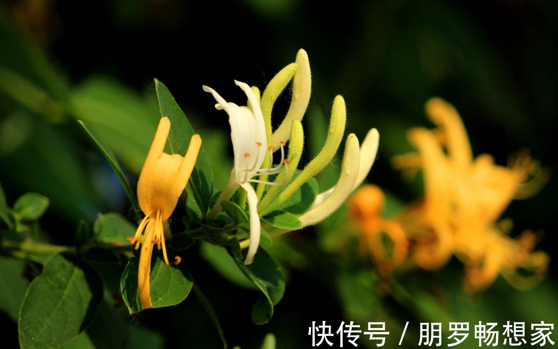 小苟!此花犹如风韵十足的少女,具有非凡的药用价值,寓意永恒不变的爱