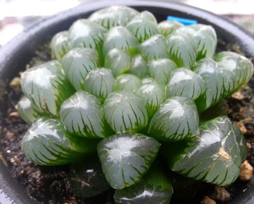 多肉圆头玉露怎么养更水润教你3个小妙招，养出饱满的圆头玉露