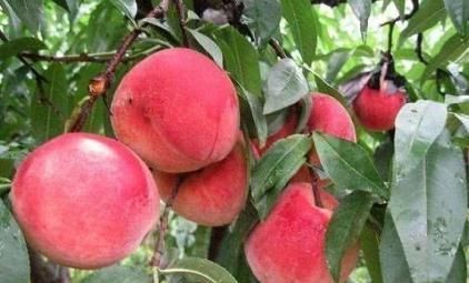 女性多吃3种水果,改善贫血,子宫更光滑,不愿子宫早衰可试试!