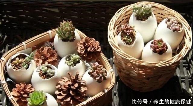 多肉花盆年年买不如换成这种,省钱又实用!多肉花盆年年买不如换成这种,省钱又实用!