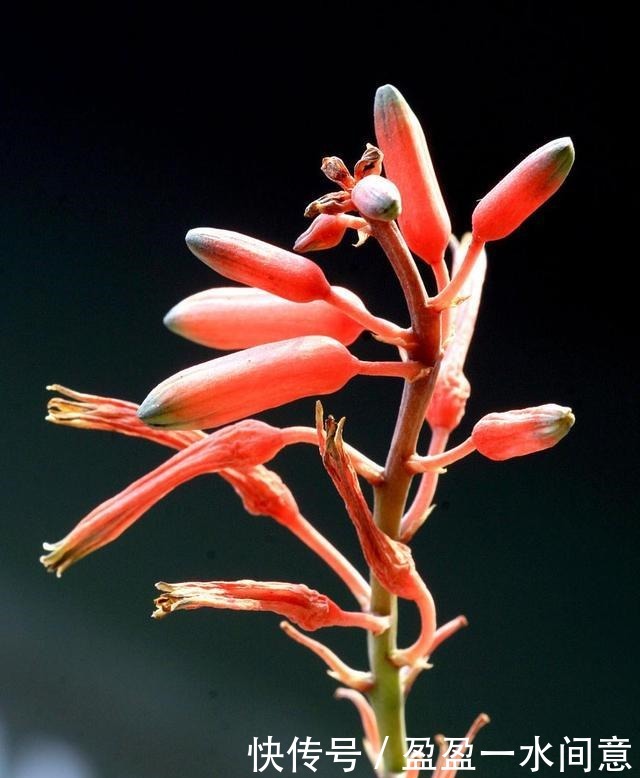 如果你家芦荟长这东西,别剪掉,请珍惜,比较少见!