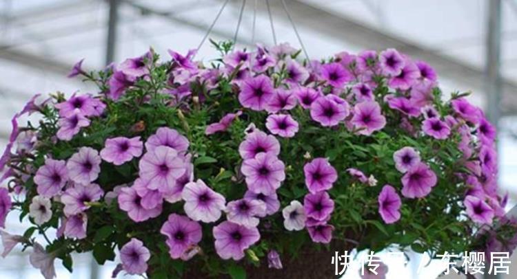 花友们|新人养花养这3样,漂亮好养,还能收获种子育苗,年复年赏花