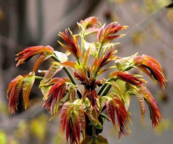 艾氏腹水癌|农村田间的这四种野菜,功效堪比冬虫夏草,可惜城里买不到!