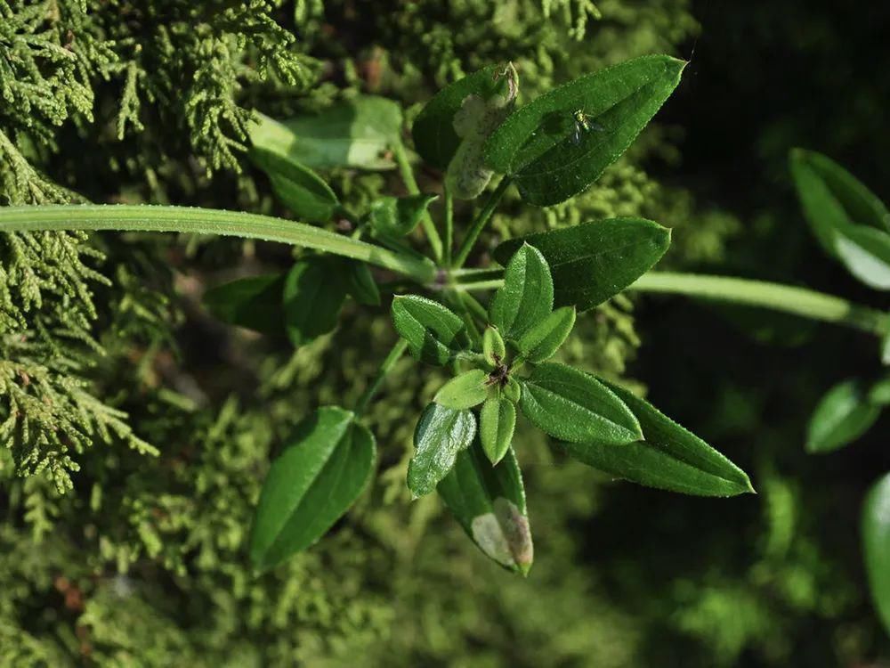 满身是刺,常被当成农田害草,殊不知价值很高,曾是古代植物染料