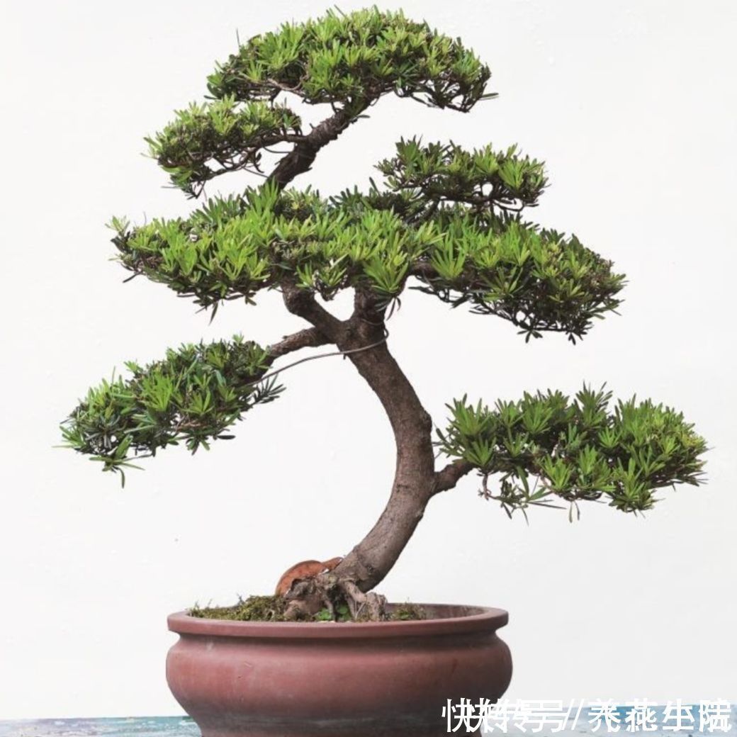 罗汉松|家中有院子,就栽6种吉祥树,寓意好,观赏性强