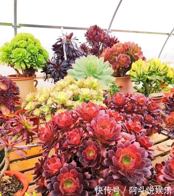 气生根|夏天来了，法师开始落叶了，浇上最后一遍水，度夏更轻松