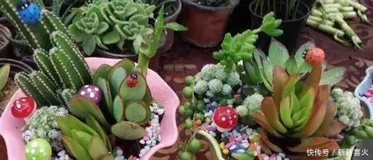 多肉植物|夏天养多肉植物,这“4点”要牢记,安全度夏,轻松养“爆盆”