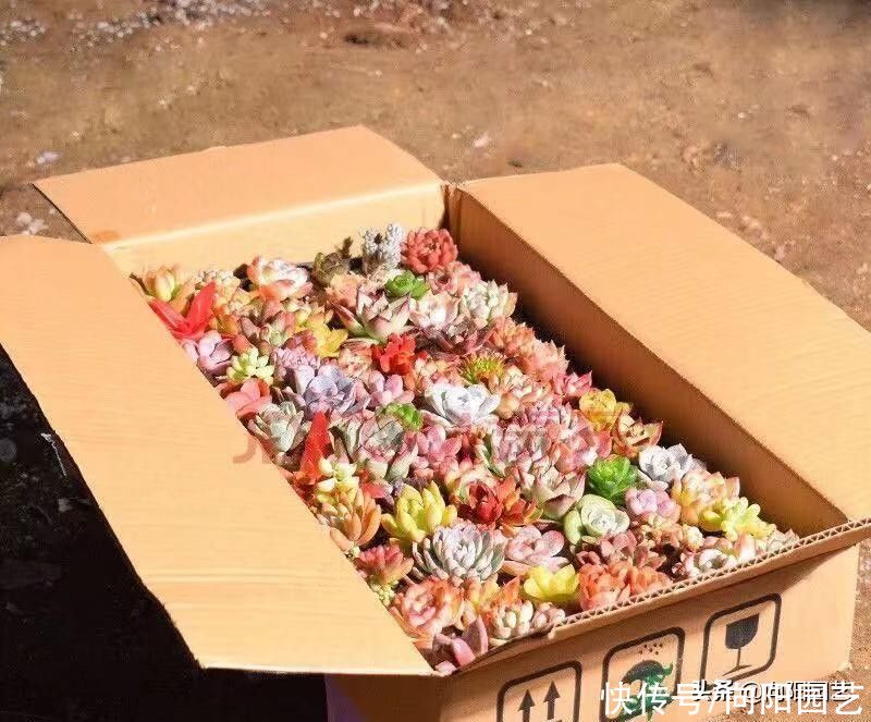 多肉植物|九块九的多肉穴苗，10个品种，值得买吗？眼光放远点，不要买