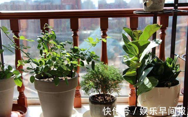 屋子里养花,要有9个讲究,这些是老一辈的经验,做错“难养活”