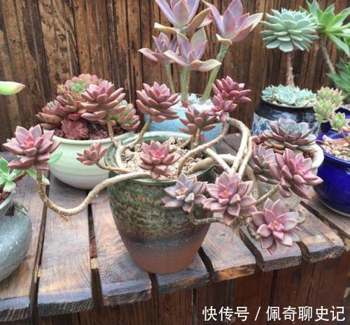 多肉普货姬胧月,没有露养条件就别养,阳台党难养出状态!