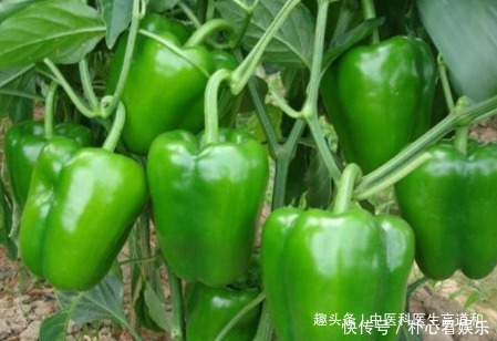 中老年人|青椒是天然“不老药”,但要知道吃青椒的2个禁忌,吃对了才健康