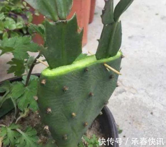 嫁接、盆栽蟹爪兰该注意什么2步管理到位,茎叶嗖嗖花开不停